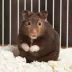 Long-Haired Hamster image thumbnail 2