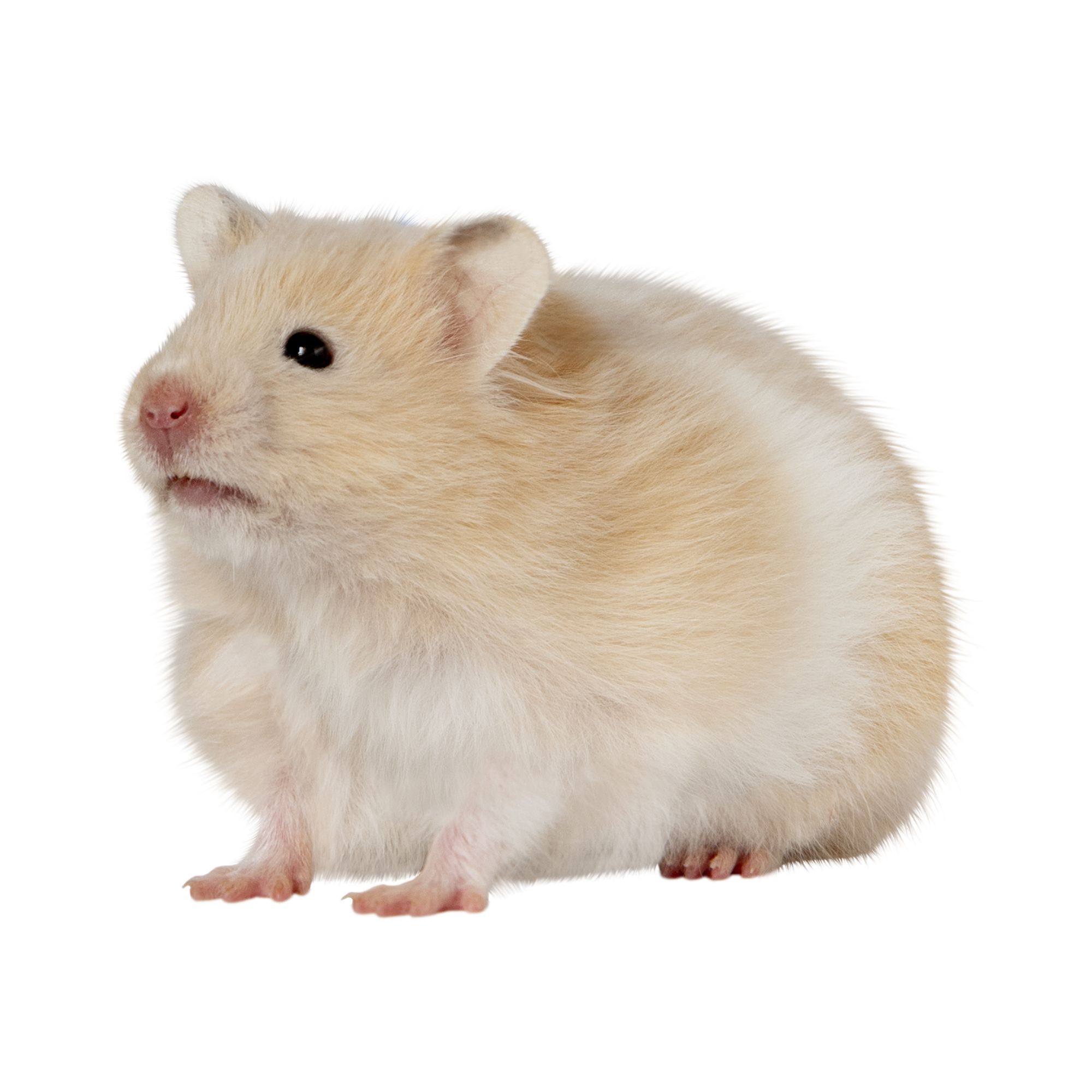 Cream Syrian Hamster » Pet Profile: Cage, Food, Lifespan