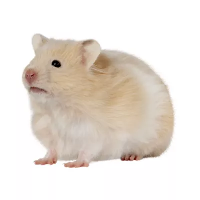 Product Long-Haired Hamster