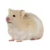 Long-Haired Hamster image thumbnail 1