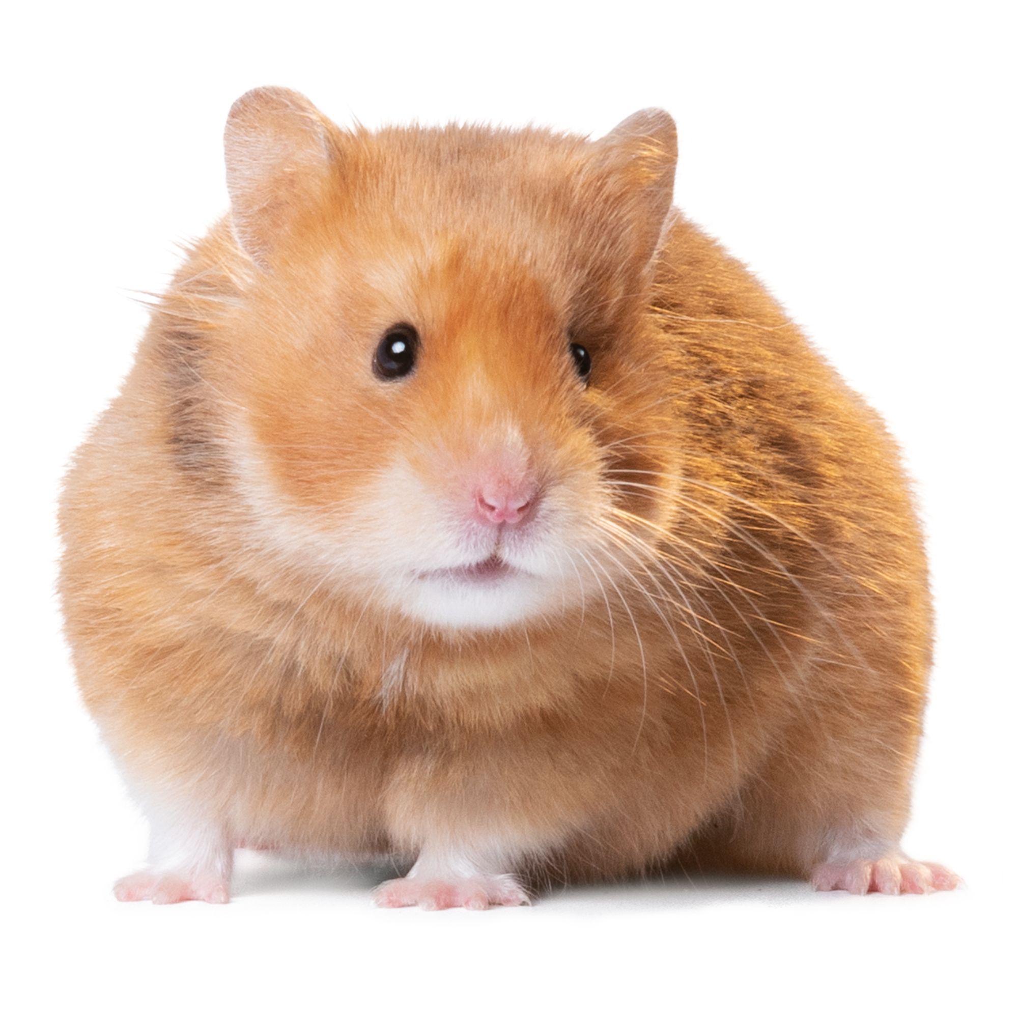 short haired hamster