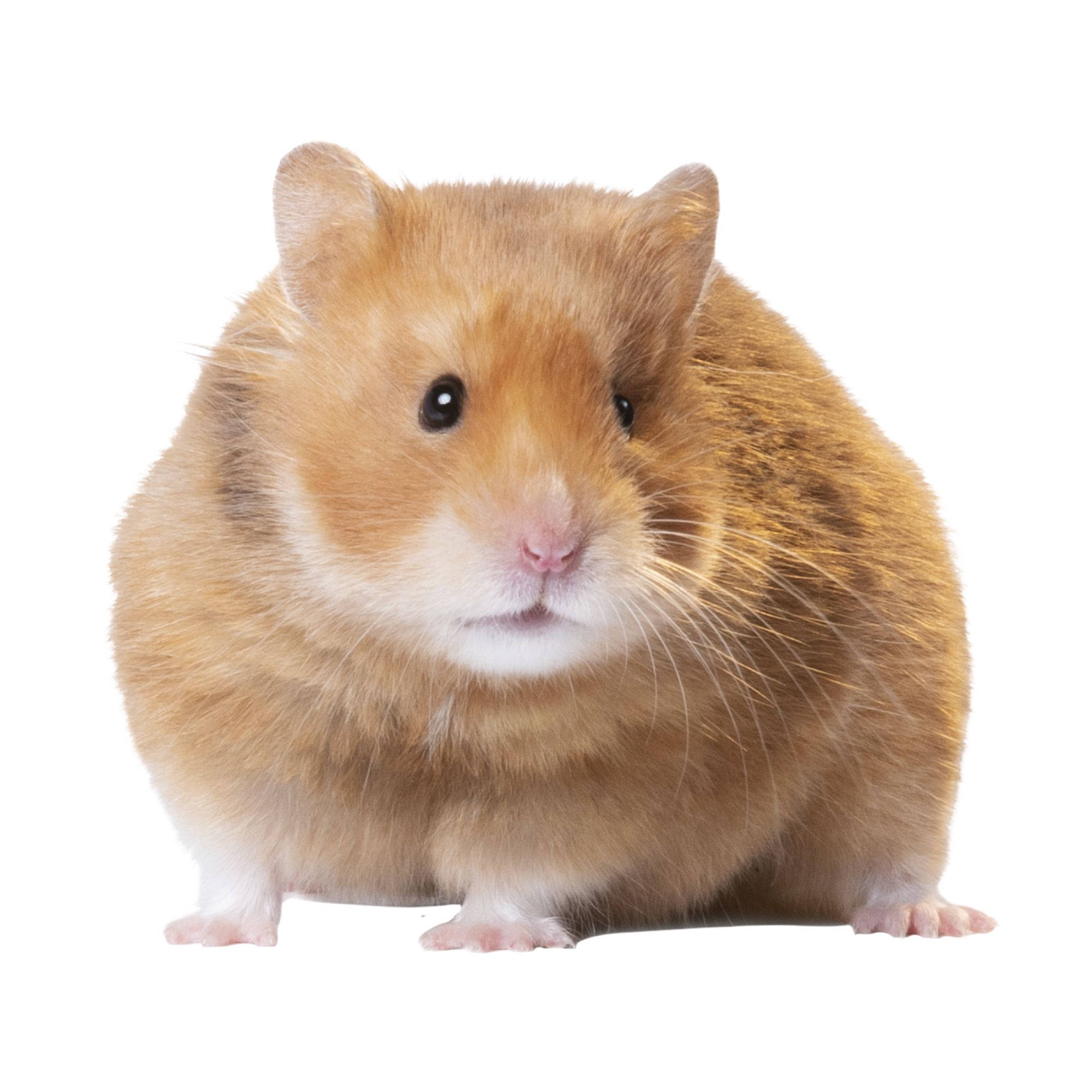 hamster cost