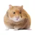 Short-Haired Hamster image thumbnail 1