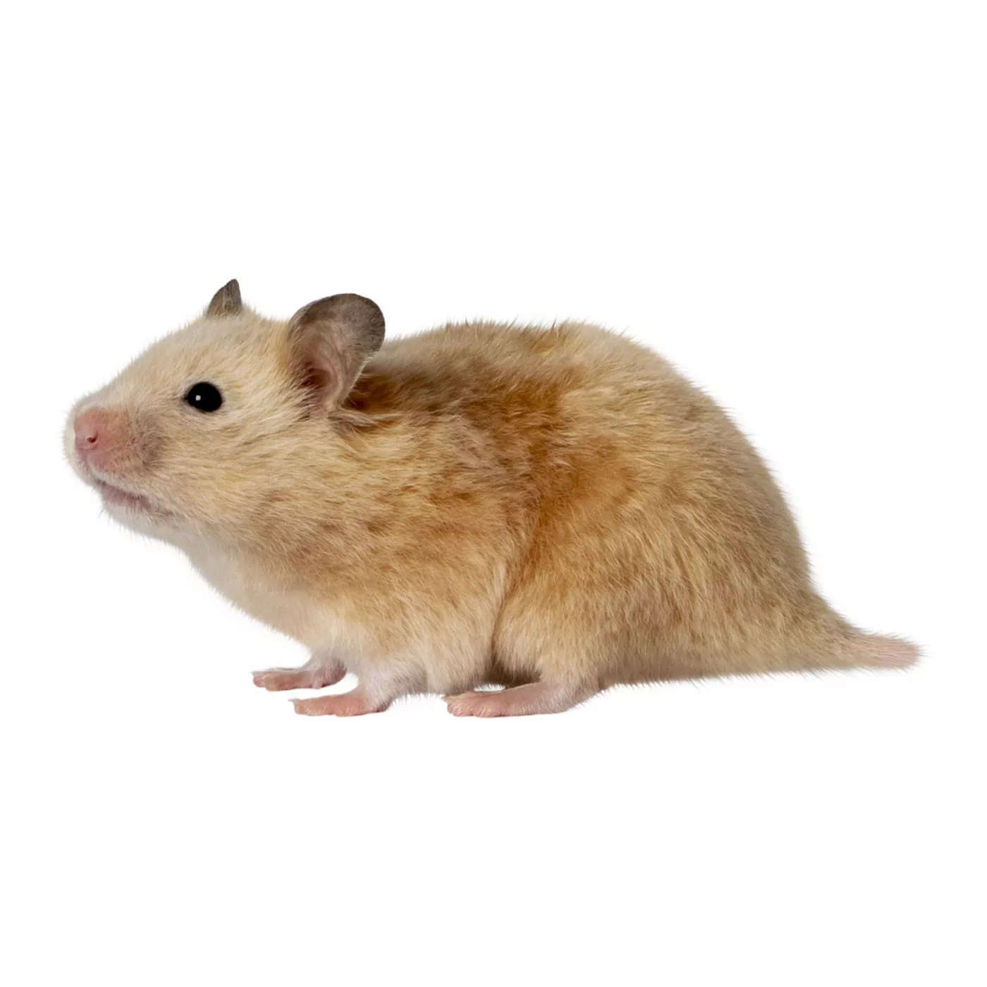 Short-Haired Hamster