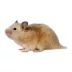Short-Haired Hamster image thumbnail 2