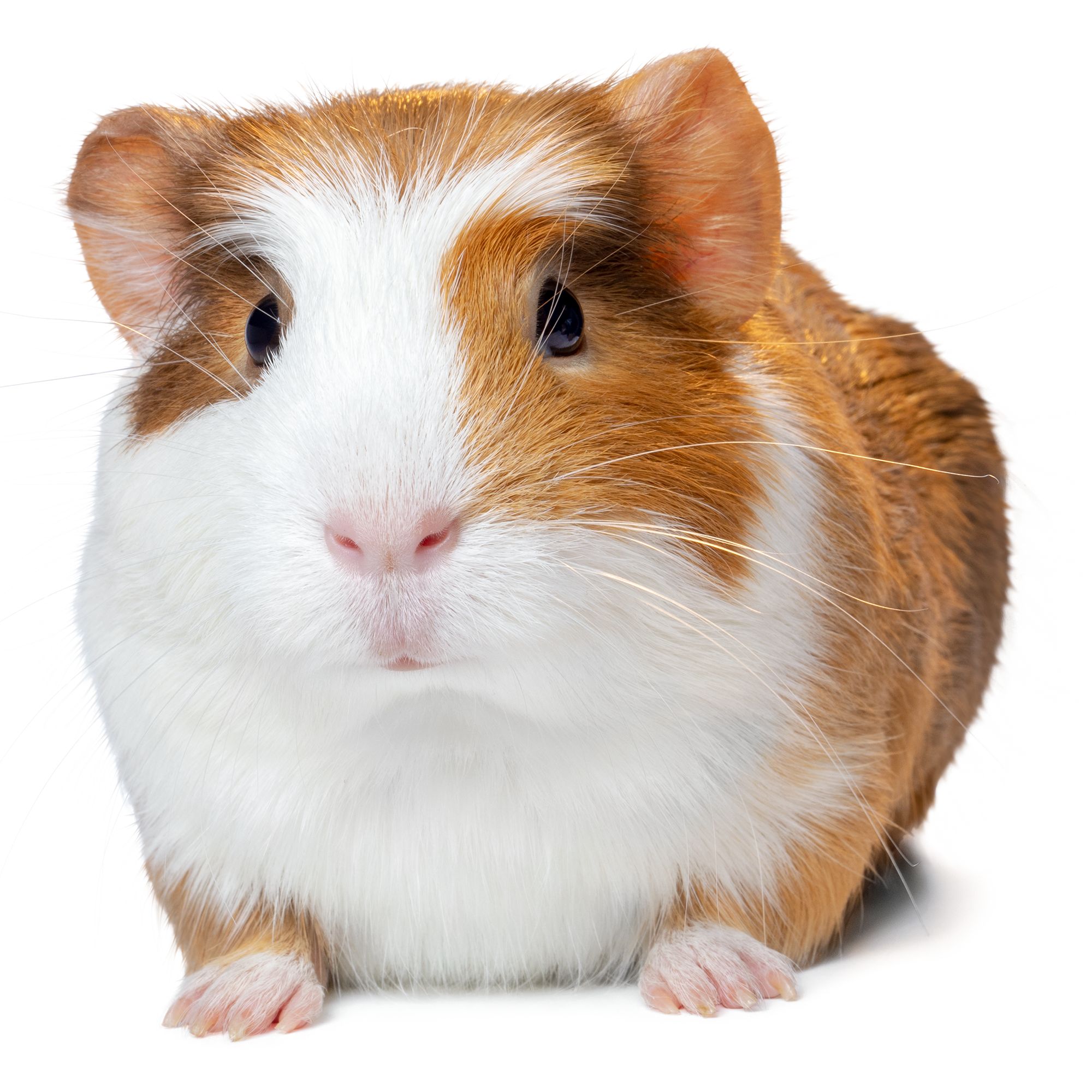 Guinea Pigs For Sale Live Small Pets PetSmart