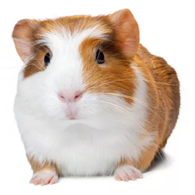 Product Guinea Pig