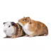Guinea Pig image thumbnail 2