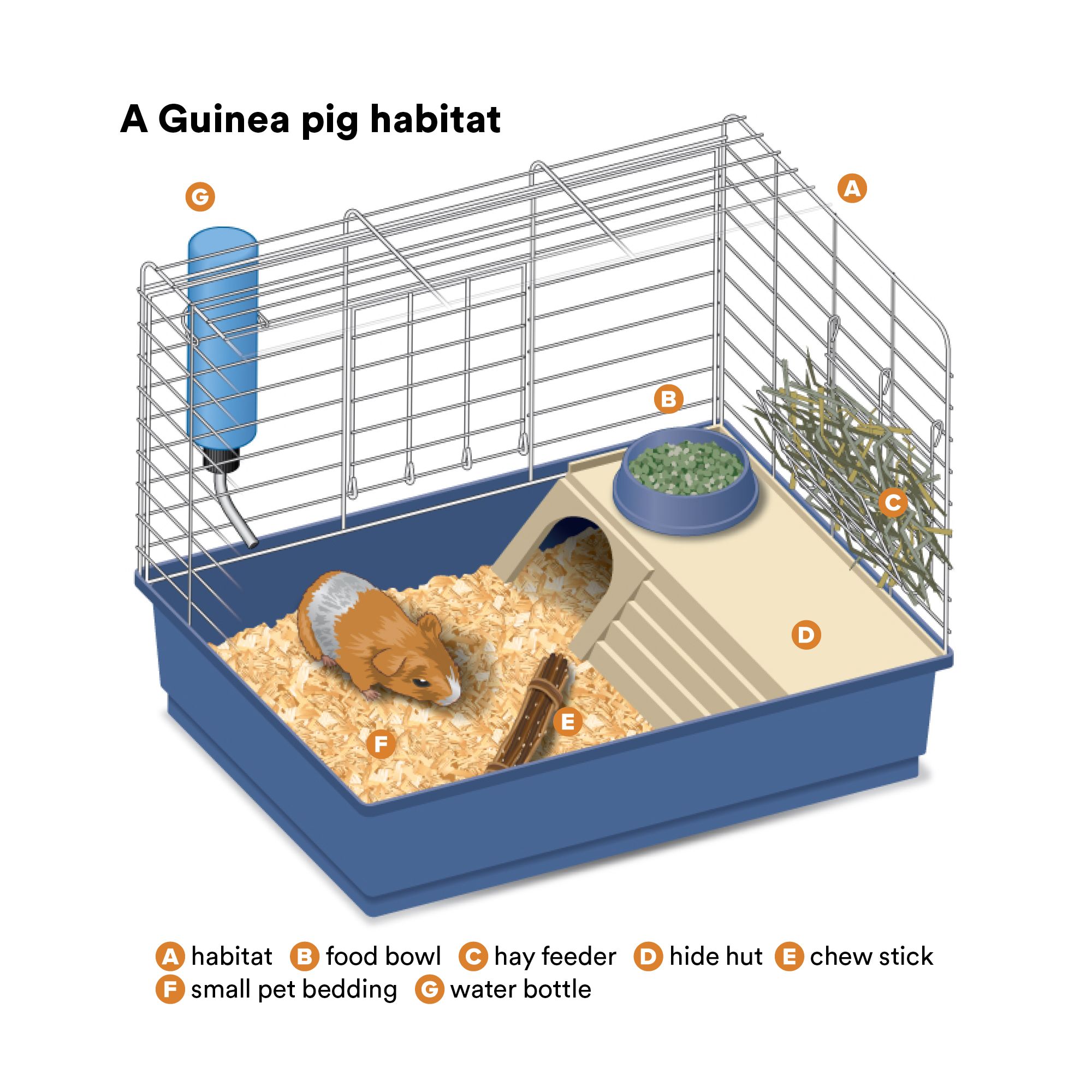 guinea pig toys petsmart