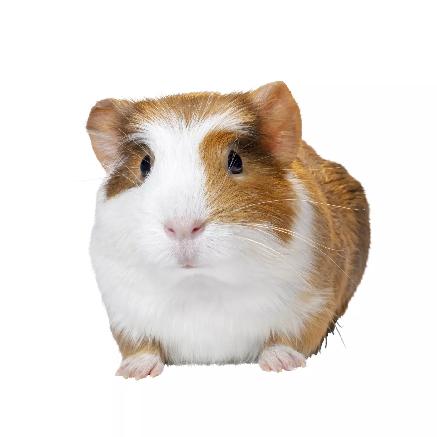 Live Small Pets Hamsters Guinea Pigs More