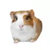 Guinea Pig image thumbnail 1