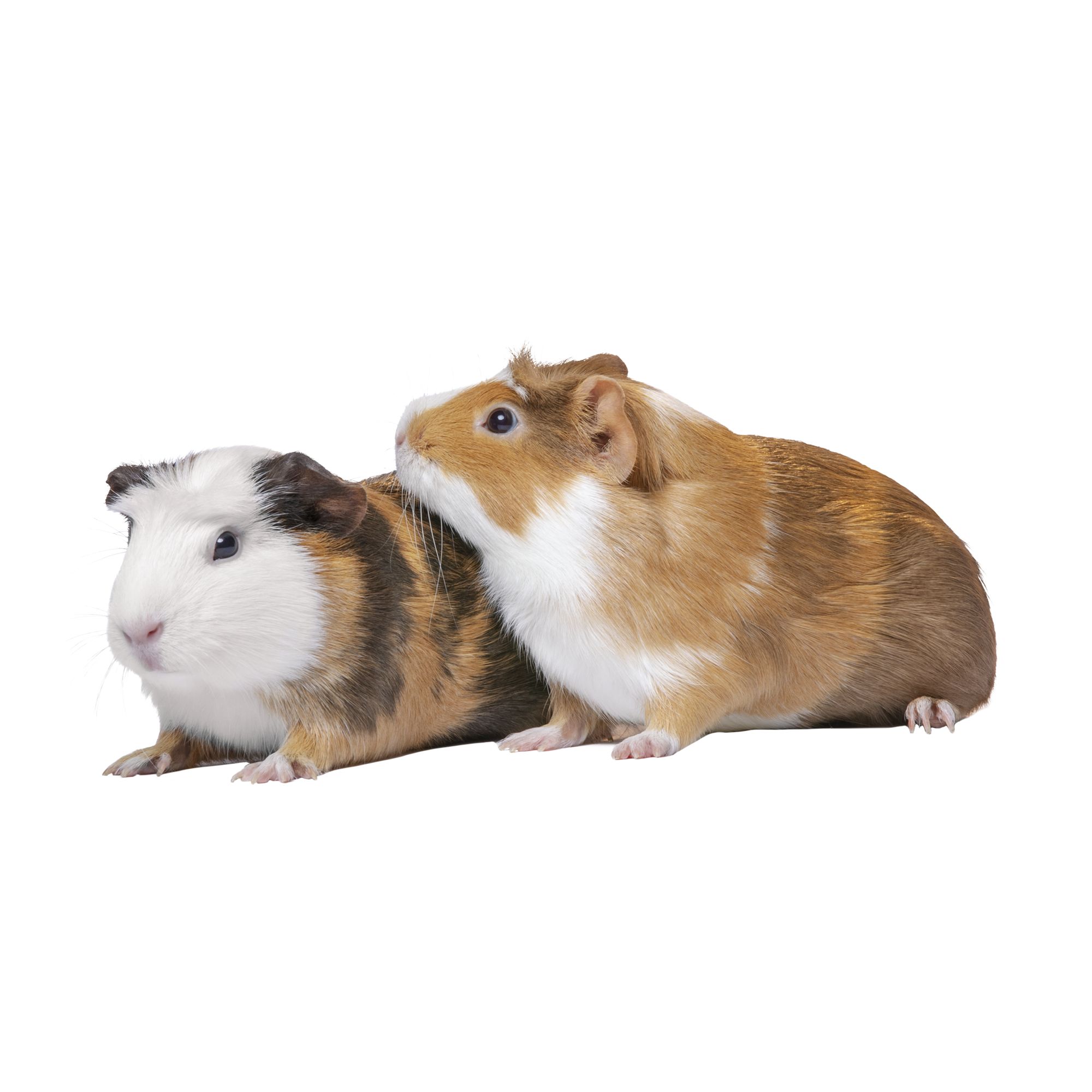 how to train a guinea pig to be held