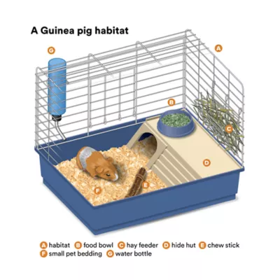 Guinea Pig