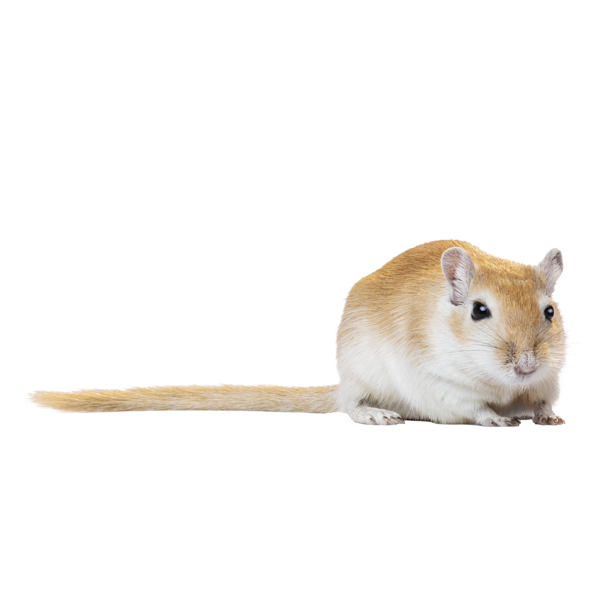 gerbil