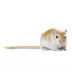 Gerbil image thumbnail 1