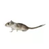 Gerbil image thumbnail 2