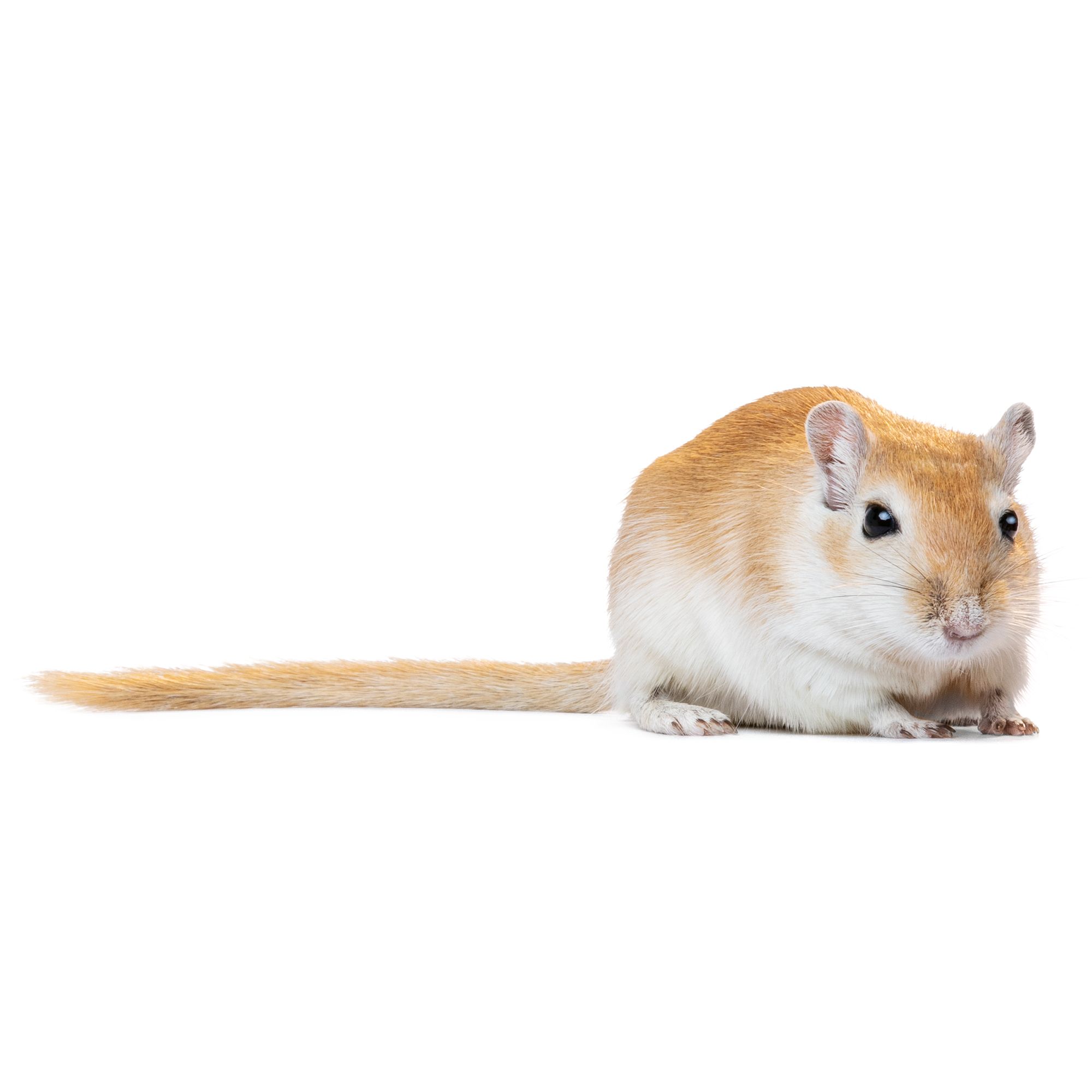 Hamsters, Gerbils, Rats & Mice Care Guide