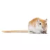 Gerbil image thumbnail 1