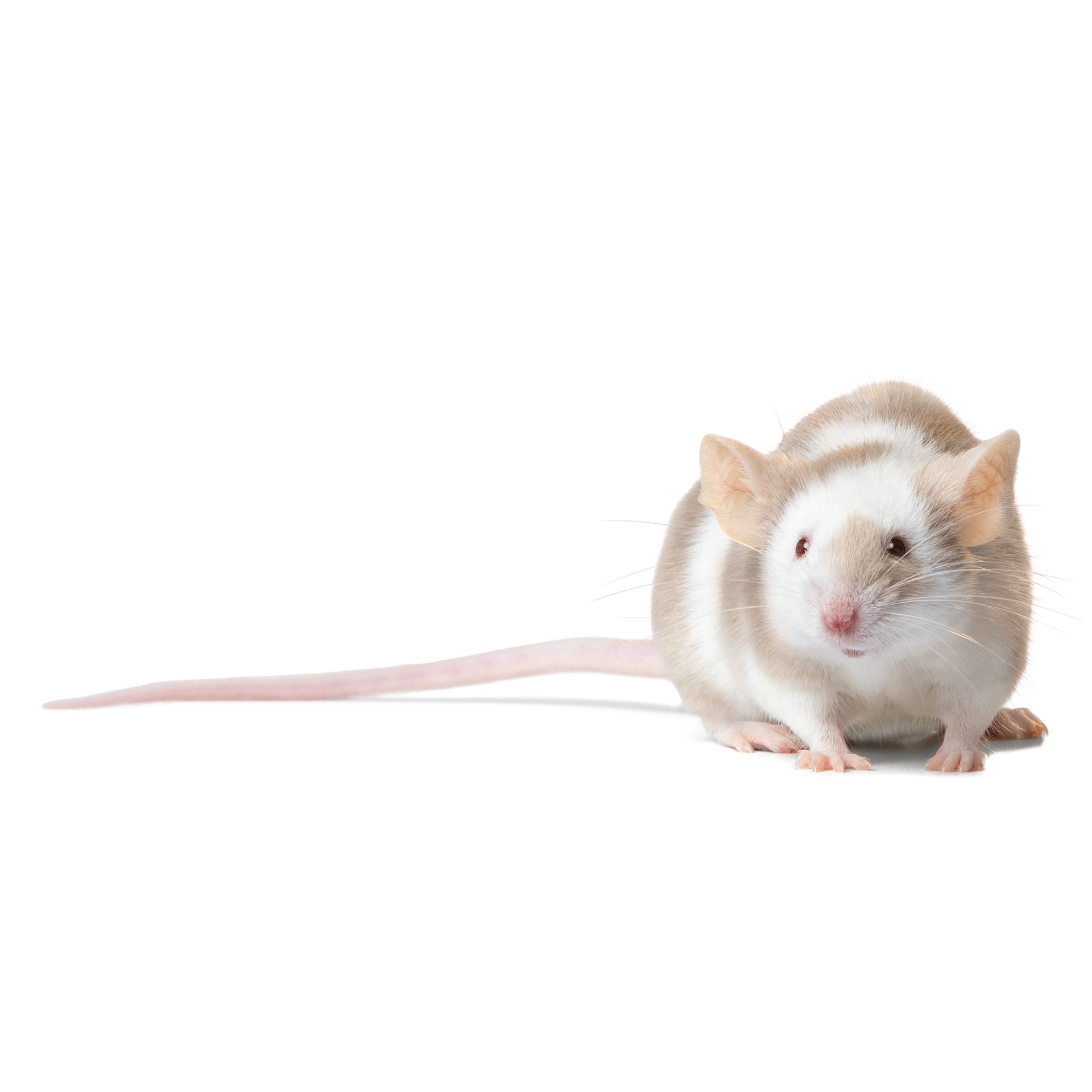 Pet stores with feeder mice sale near me