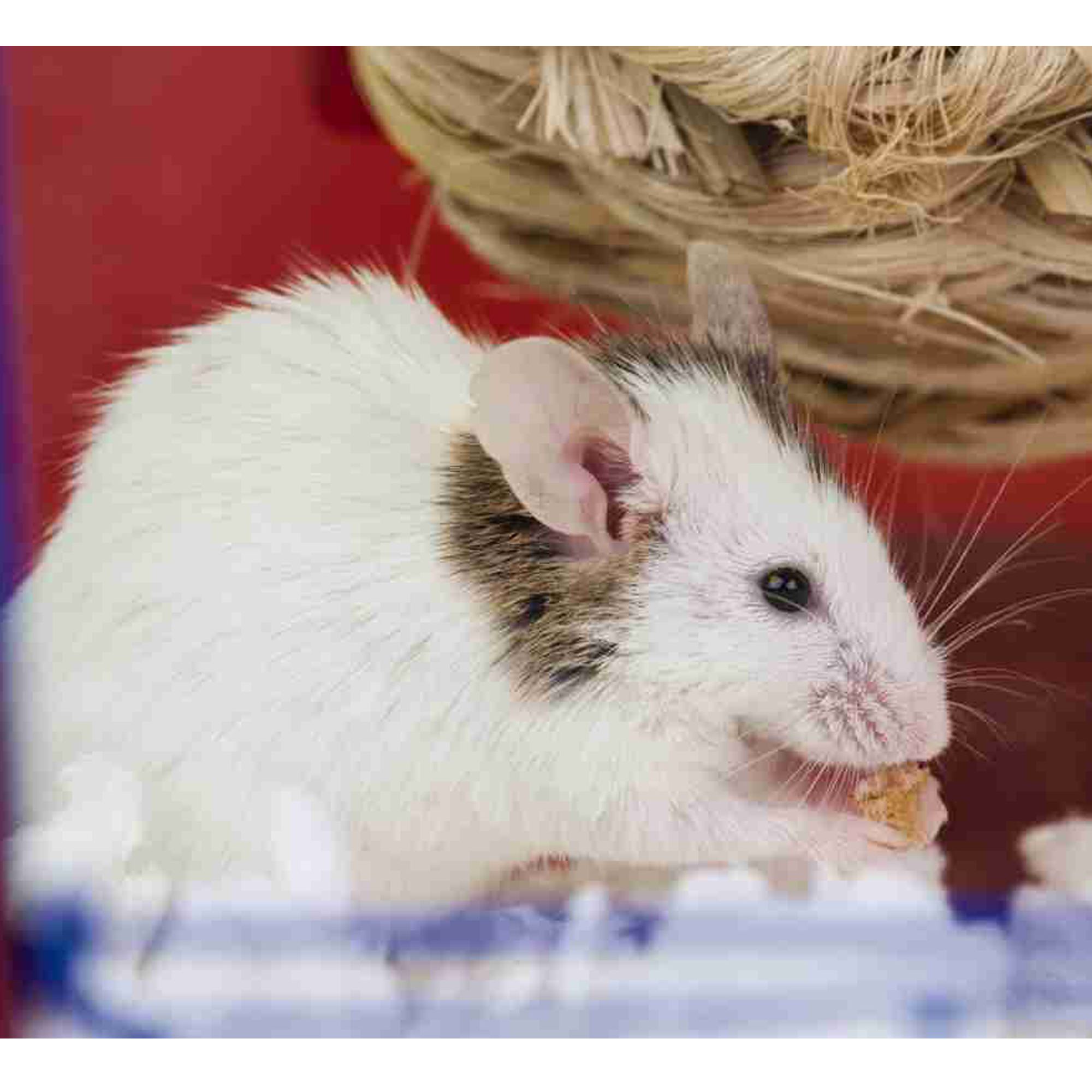 pet mice petsmart