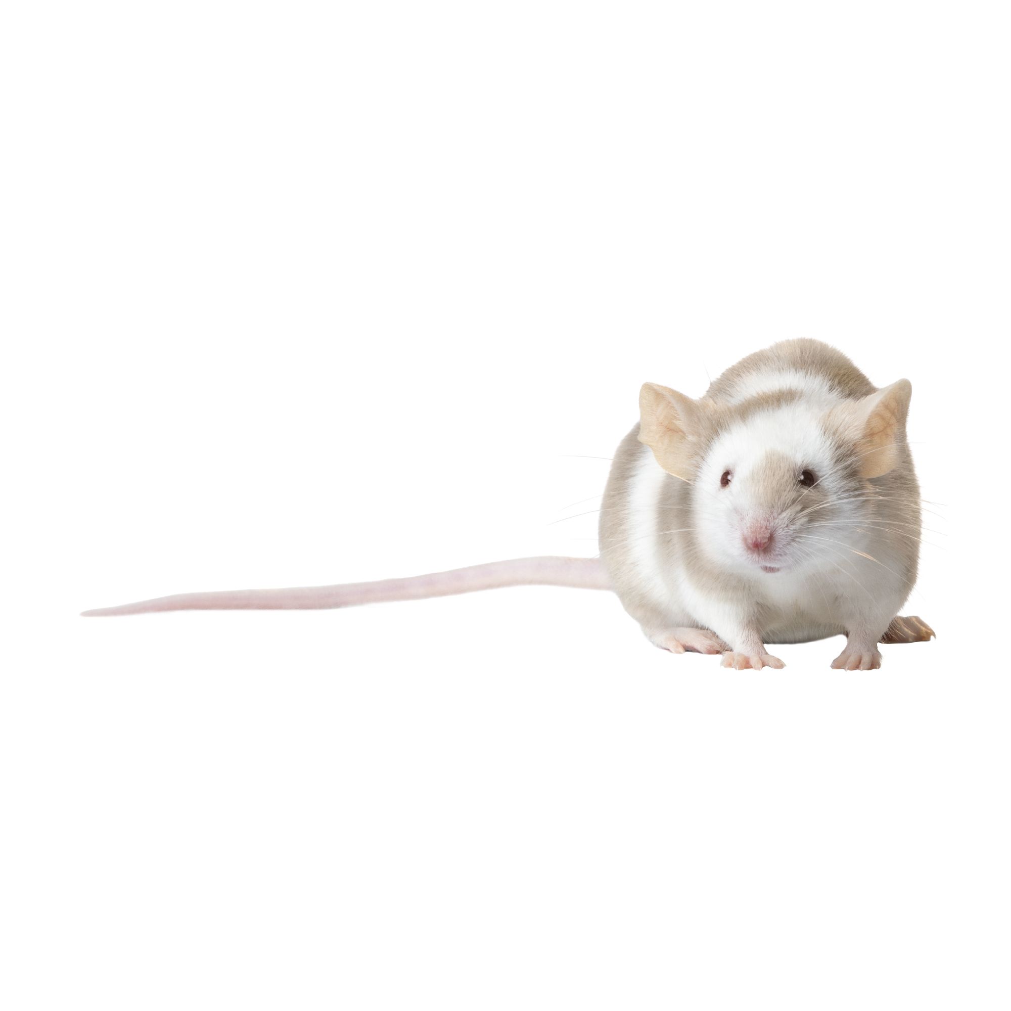 Female Fancy Mouse For Sale - Live Small Pets | PetSmart