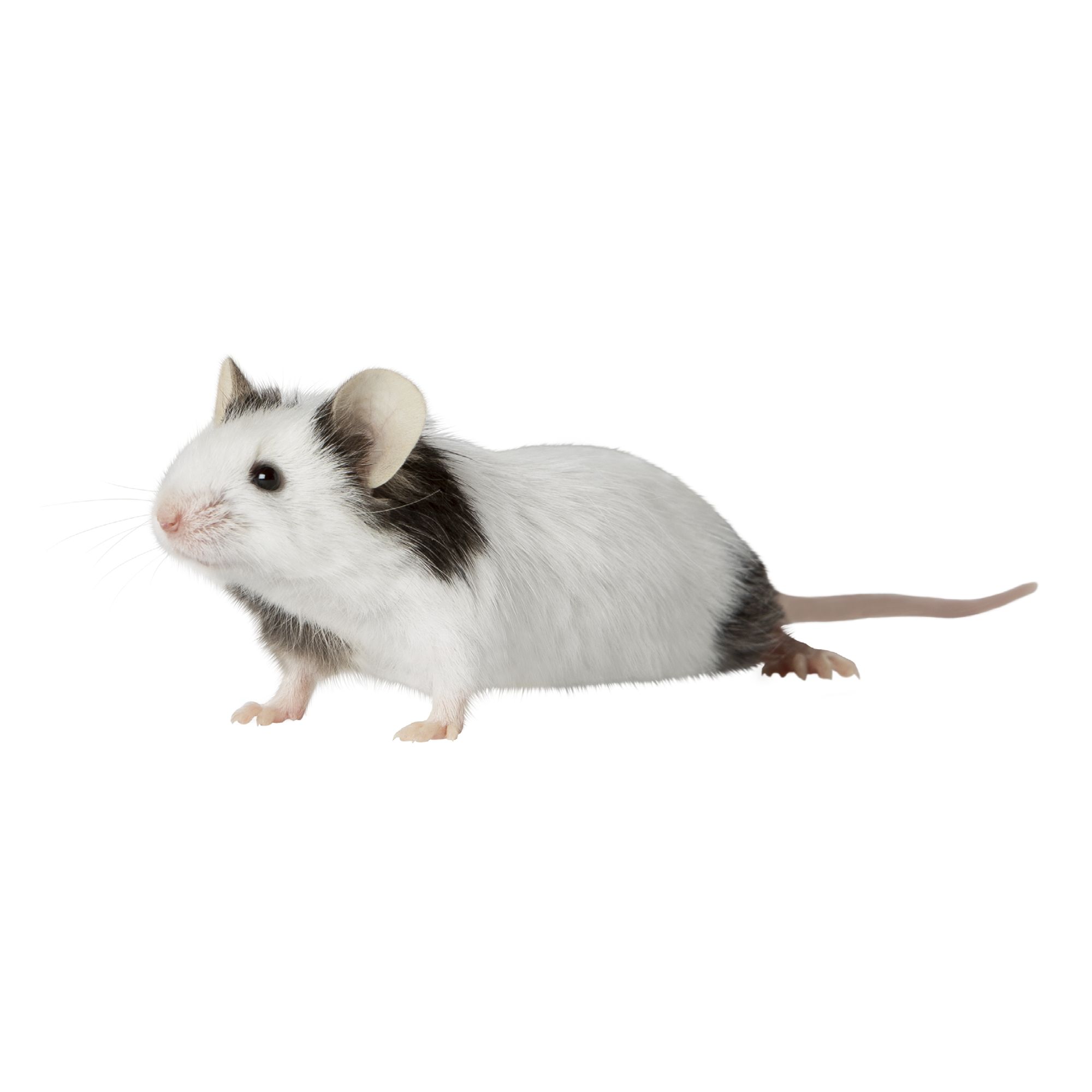 Female Fancy Mouse For Sale Live Small Pets Petsmart