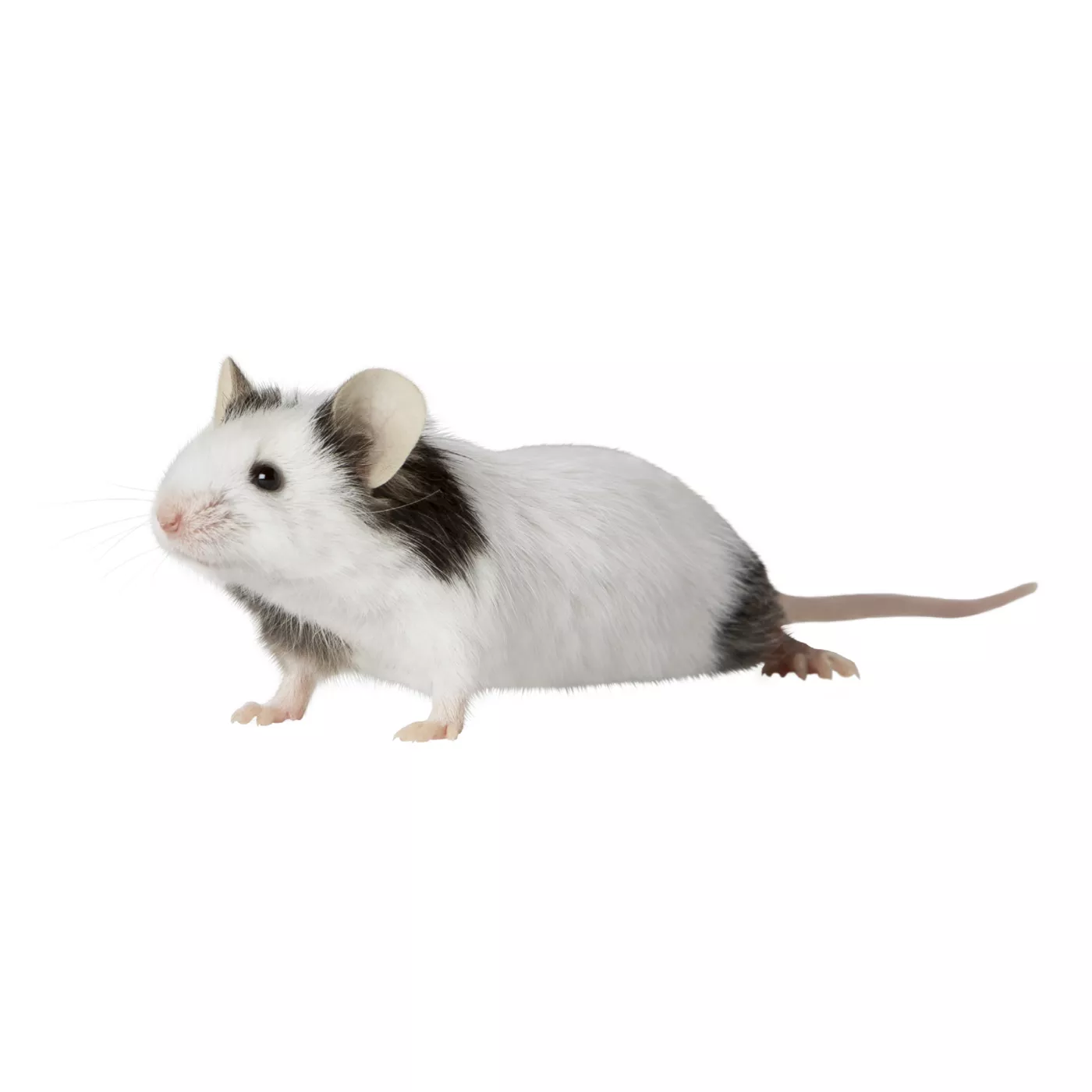 White fashion mouse pet price