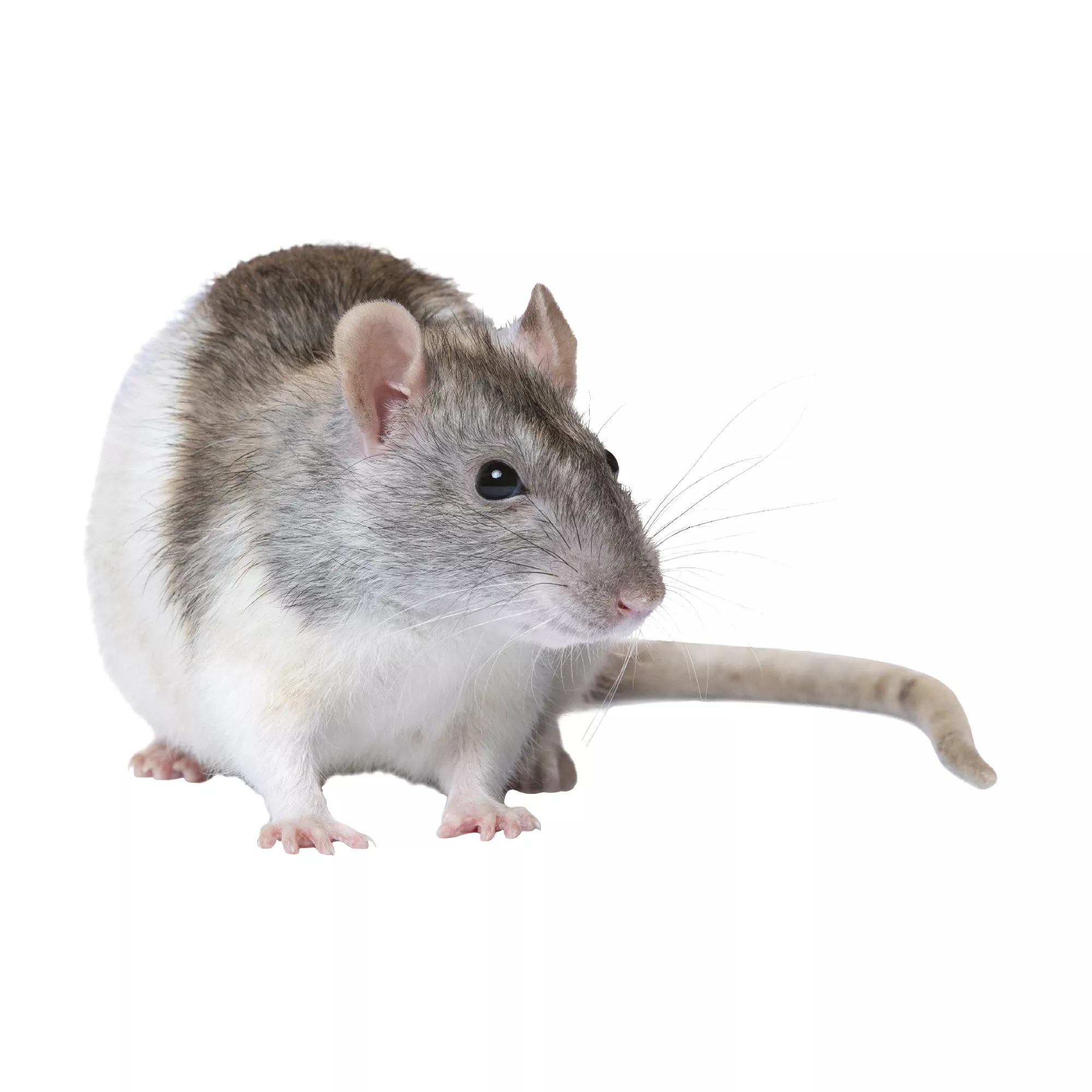 Fancy Rat