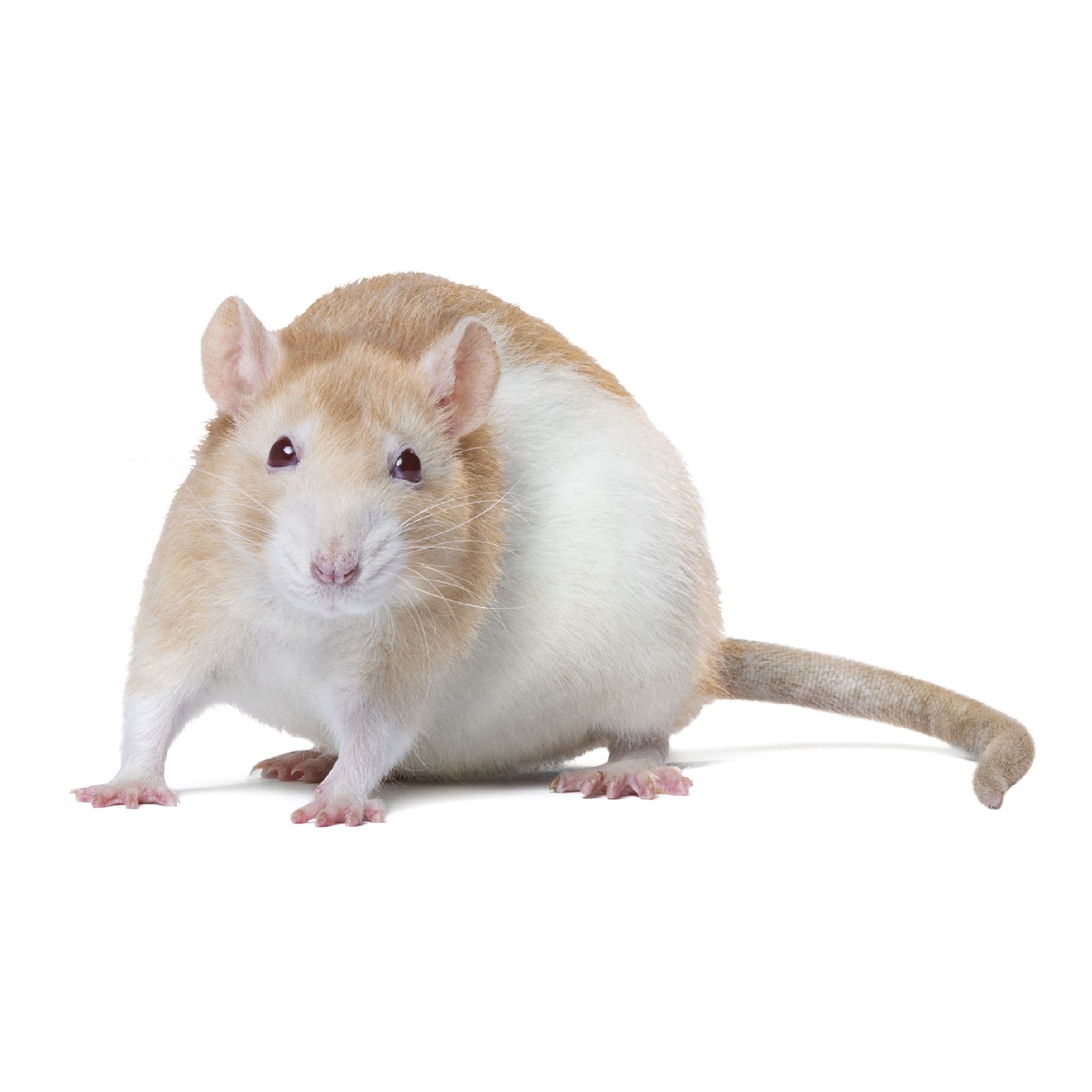 large pet rat