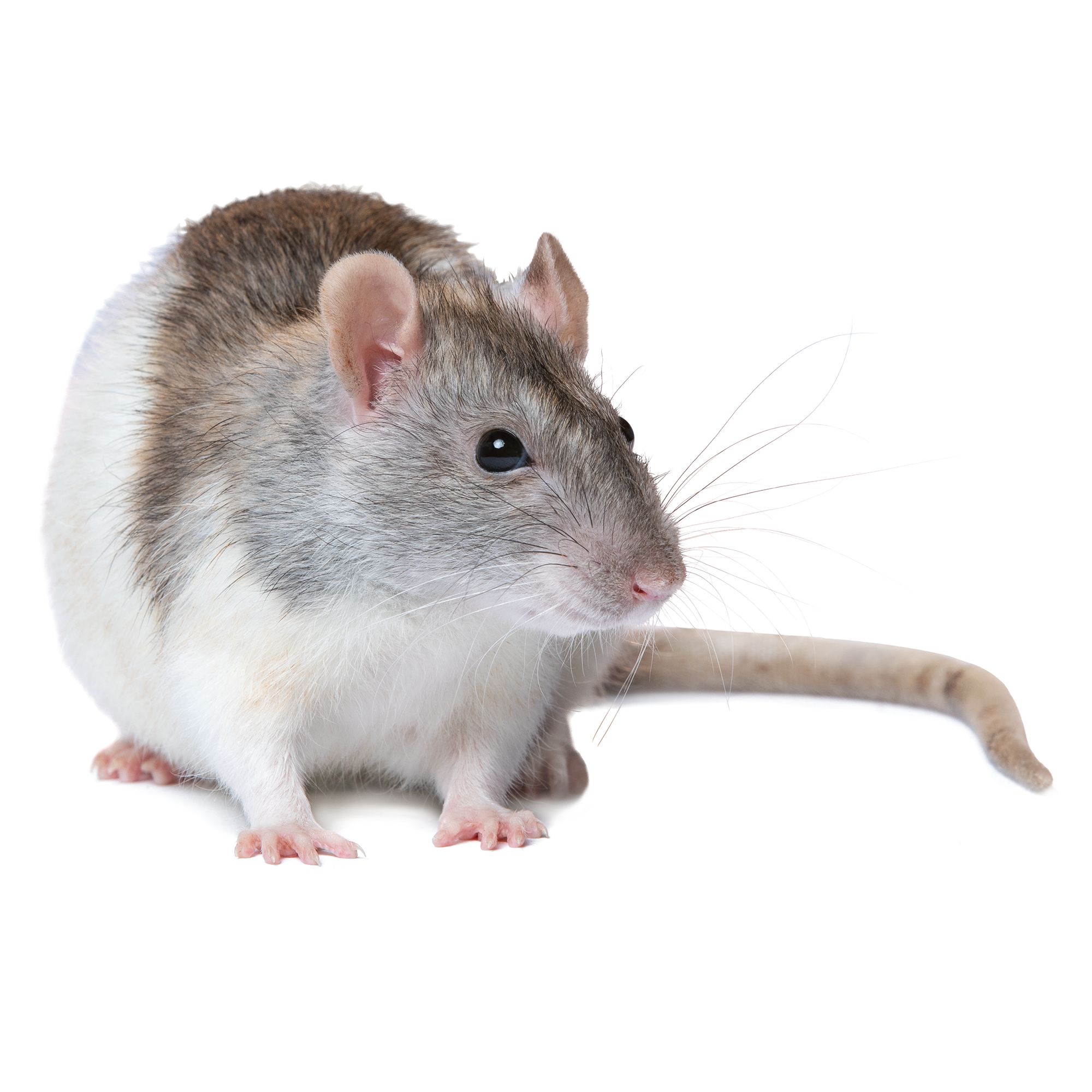 Fancy Rat | small pet Hamsters, Guinea 