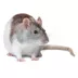 Fancy Rat image thumbnail 1