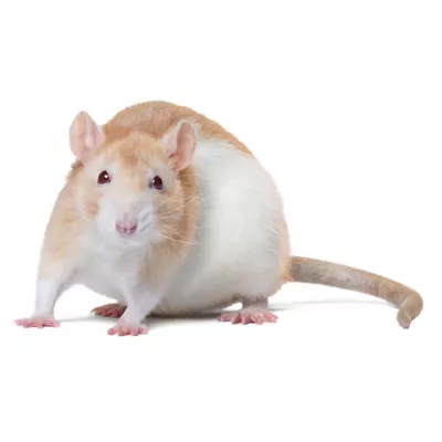 Product Fancy Rat