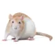 Product Fancy Rat