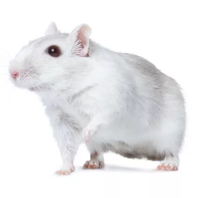Product Chinese Dwarf Hamster