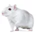 Chinese Dwarf Hamster image thumbnail 1