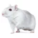 Product Chinese Dwarf Hamster