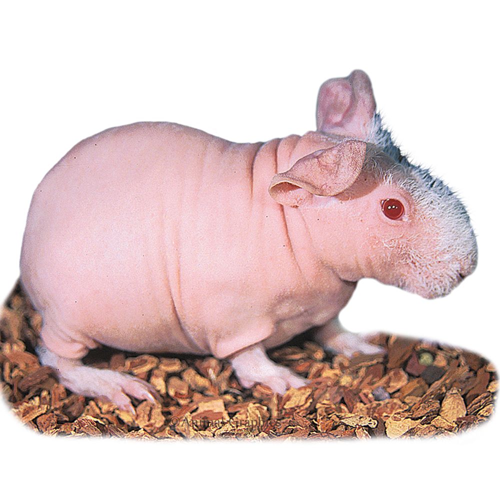 hairless guinea pigs