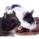 Product Fancy Russian Dwarf Hamster