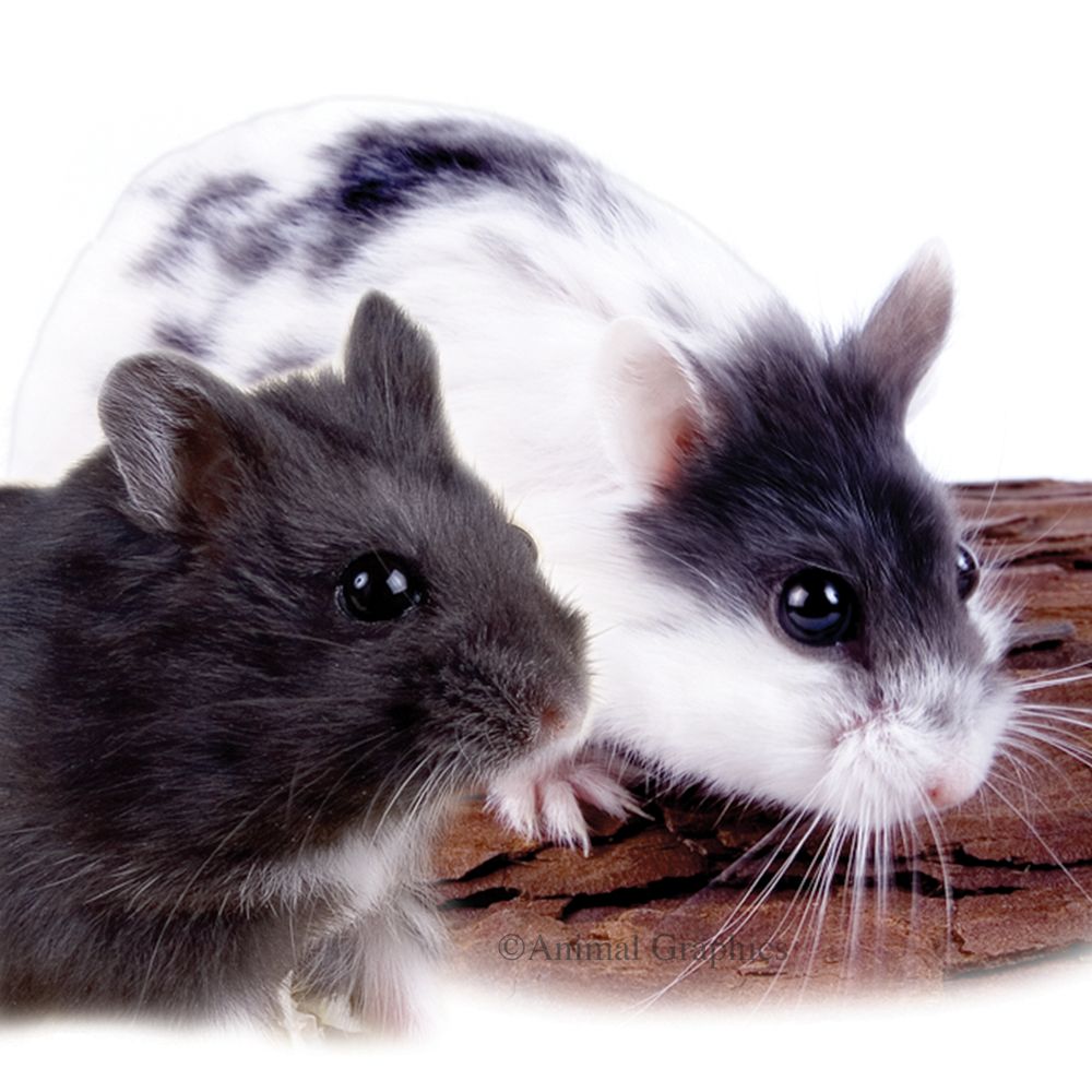 Fancy Russian Dwarf Hamster