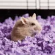 Product Fancy Russian Dwarf Hamster