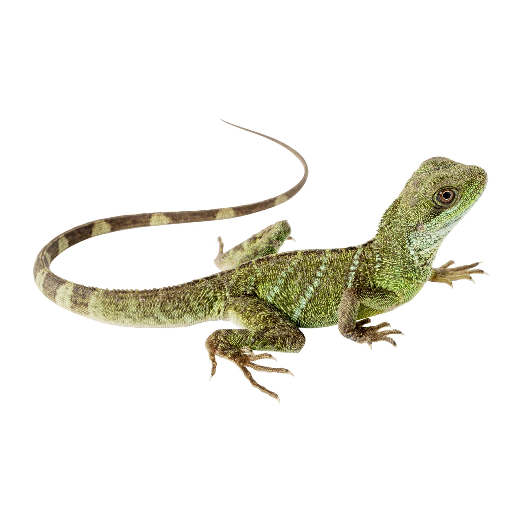 reptile chinese water dragon