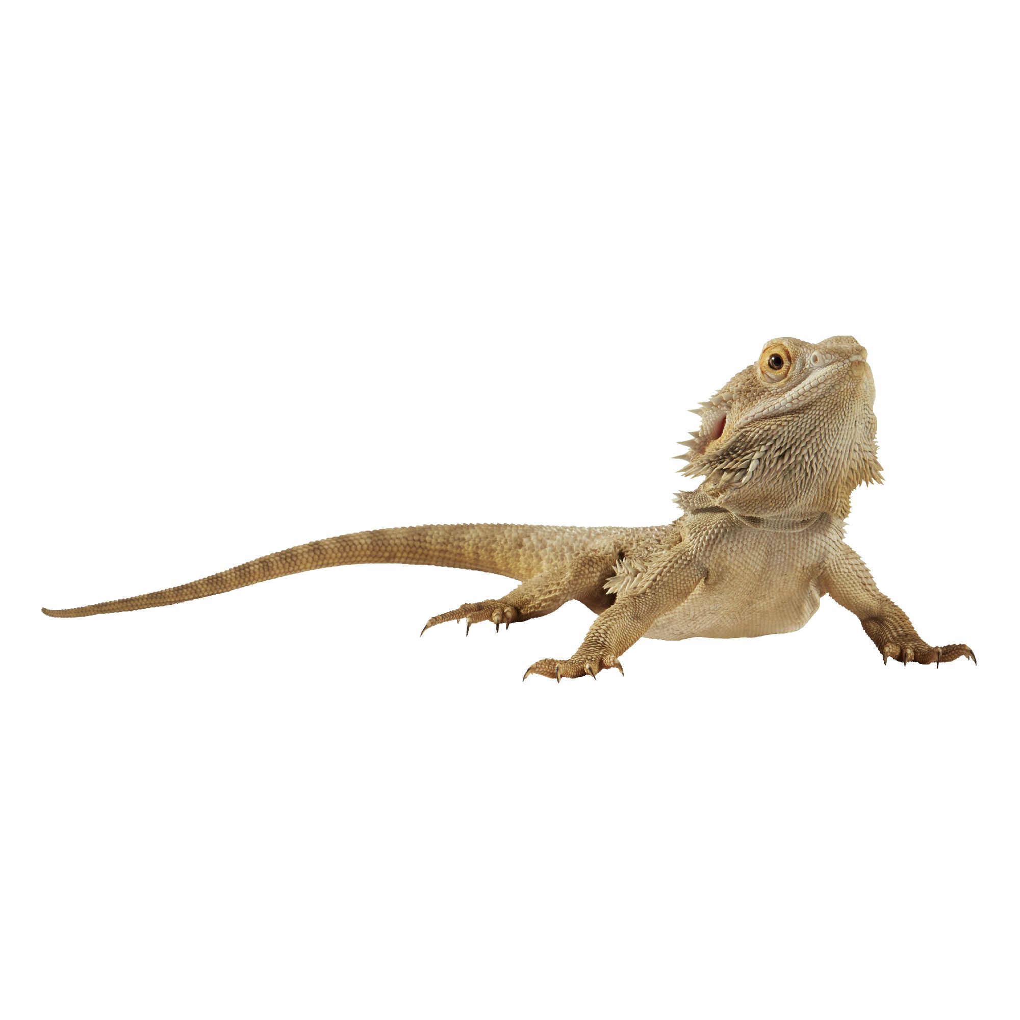 Is It Good To Get A Bearded Dragon From Petsmart?