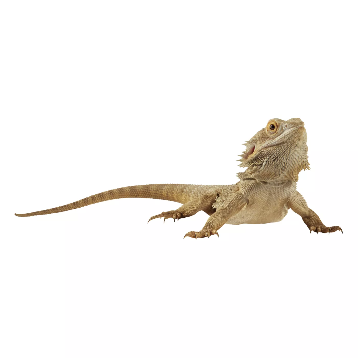 Bearded Dragon Reptile