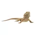 Bearded Dragon image thumbnail 1