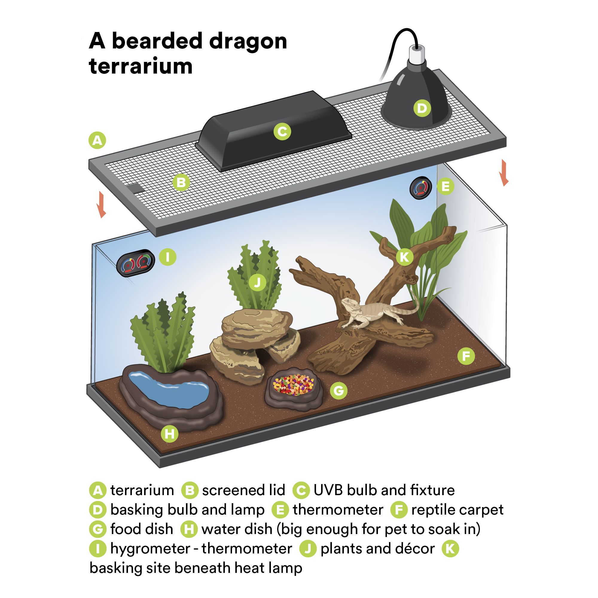 Bearded Dragon Enclosure Size