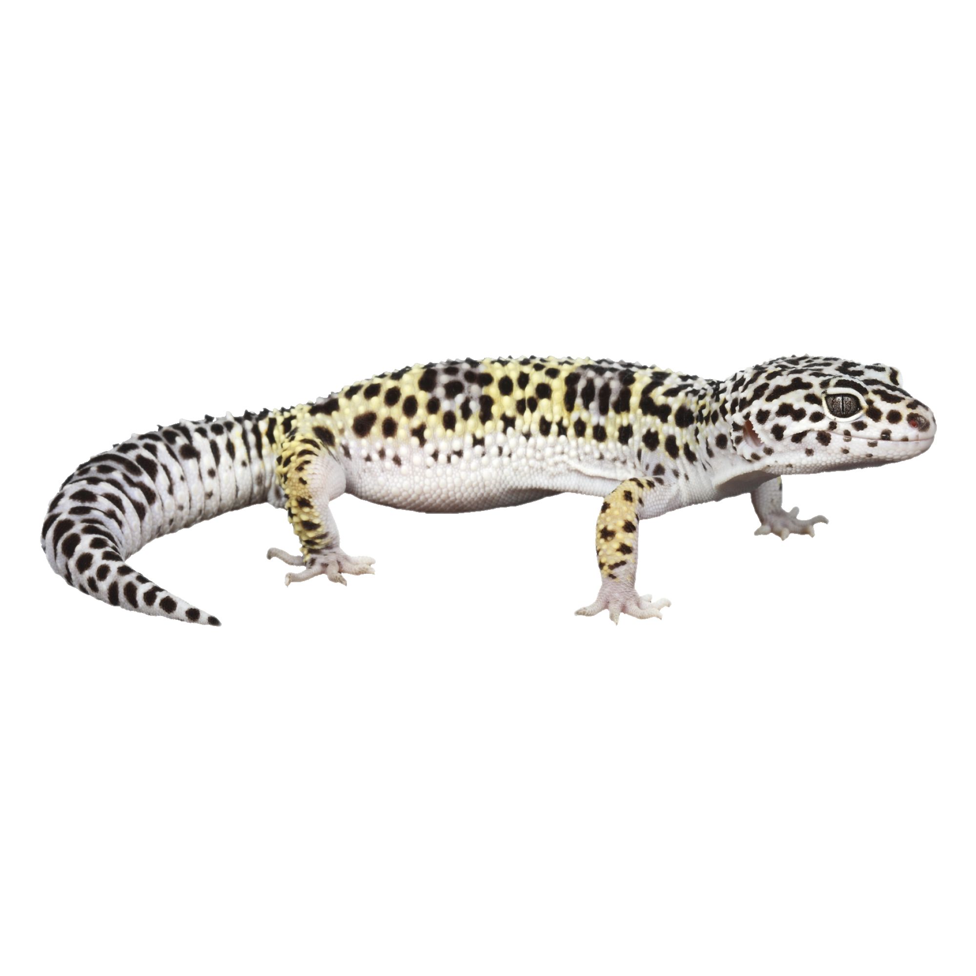 NDBE Leopard Gecko