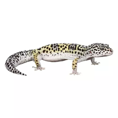 Leopard Gecko