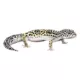 Product Leopard Gecko