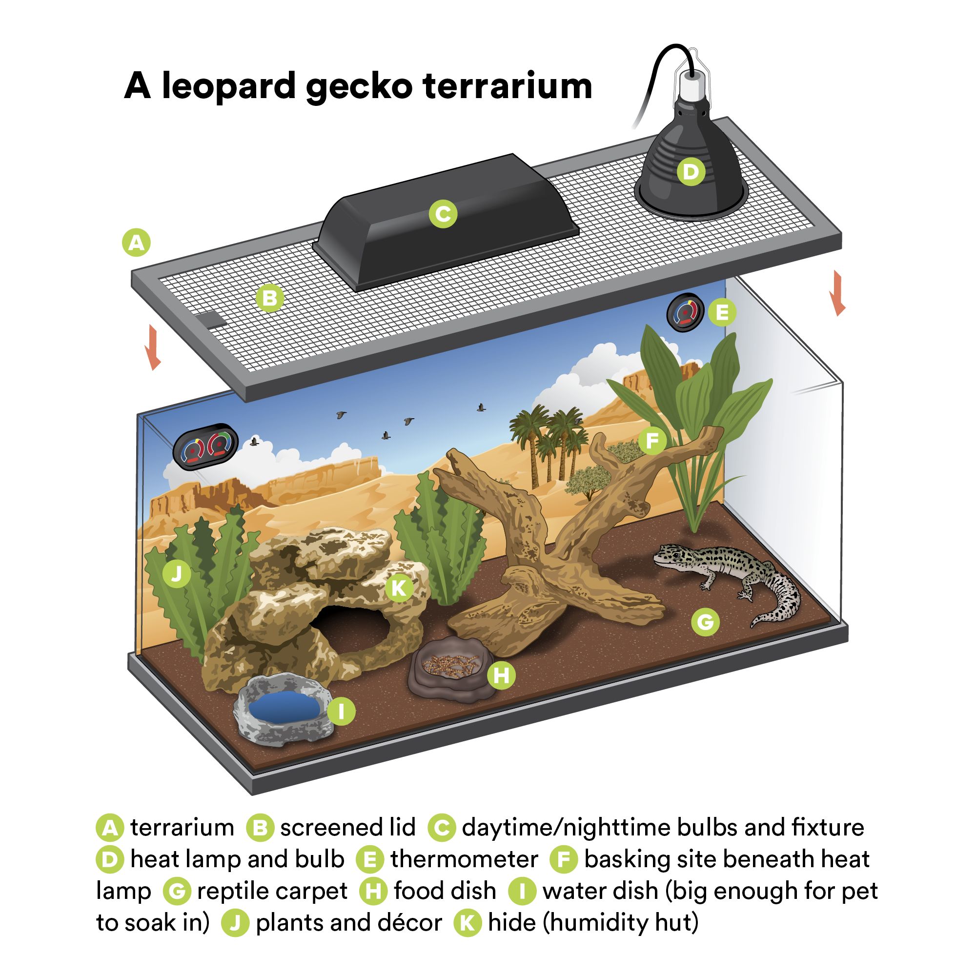 petsmart gecko food