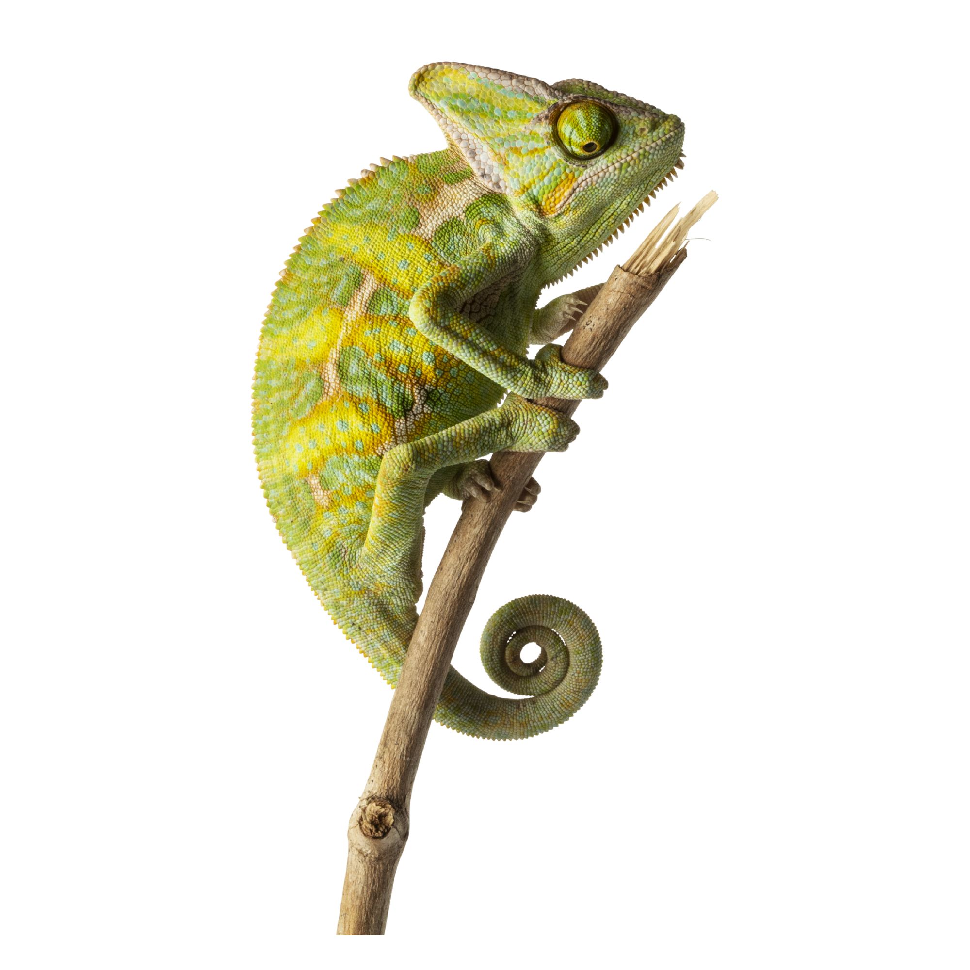 Veiled Chameleon For Sale | Live Pet Reptiles | PetSmart